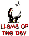 llama!